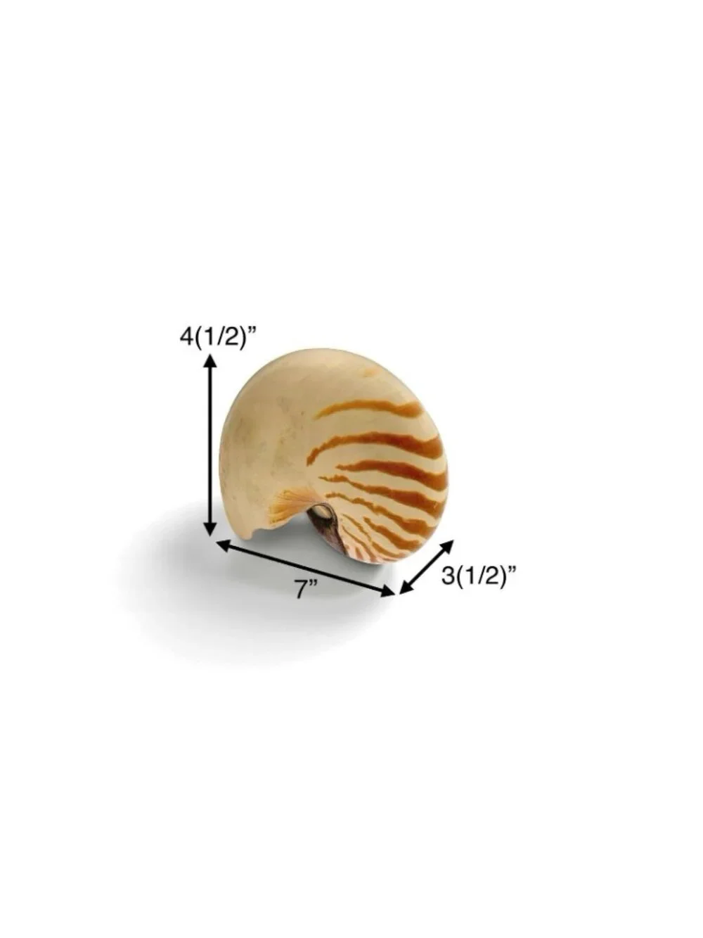 Seashell Large Nautilus Chambered Coastal Nautical Beach Decor